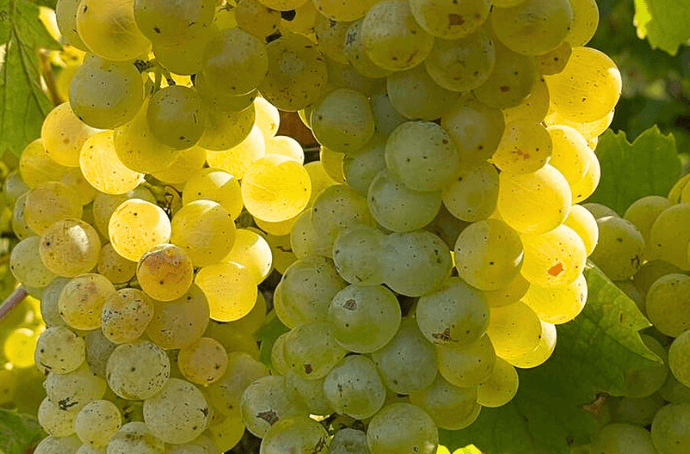 BLUE FISH GEWURZTRAMINER PFALZ WINO NIEMIECKIE PÓŁSŁODKIE 0,75L NIEMIECKA SŁODYCZ NA LATO